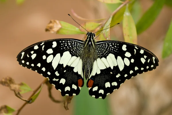 Tragar Cola Limón Mariposa Sentado Ramita Papilio Demoleus —  Fotos de Stock