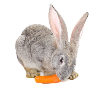 Gray rabbit eating carrot clipart