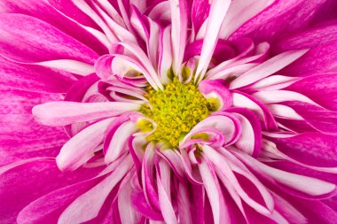 Pink chrysanthemum flower clipart
