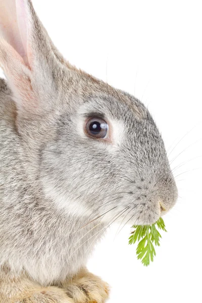 Nahaufnahme Kaninchen, das Blatt isst — Stockfoto