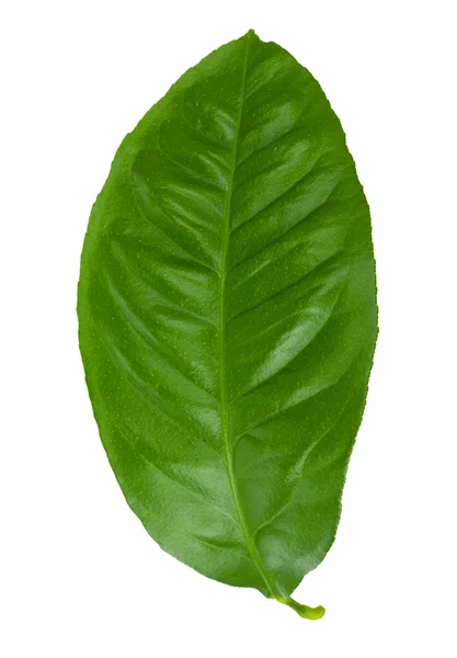 Leaf of lemon tree — Stock Photo, Image