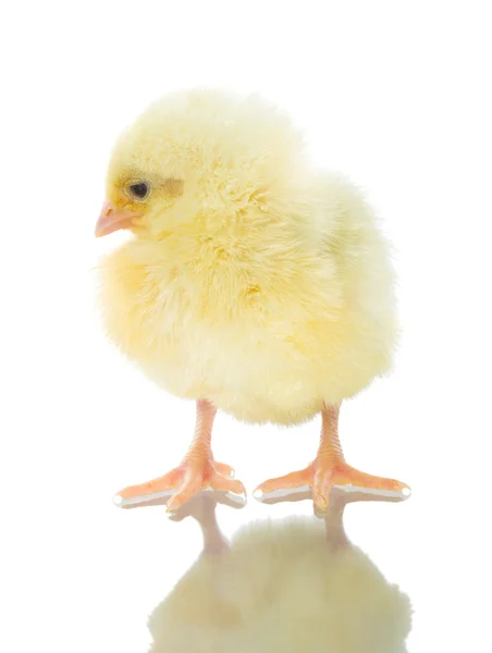 Single chick with reflection — Stock Photo, Image