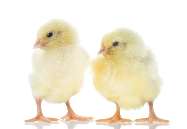 Två kycklingar — Stockfoto