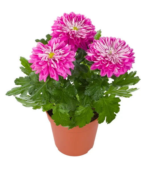Wet pink chrysanthemum flowers in pot — Stock Photo, Image