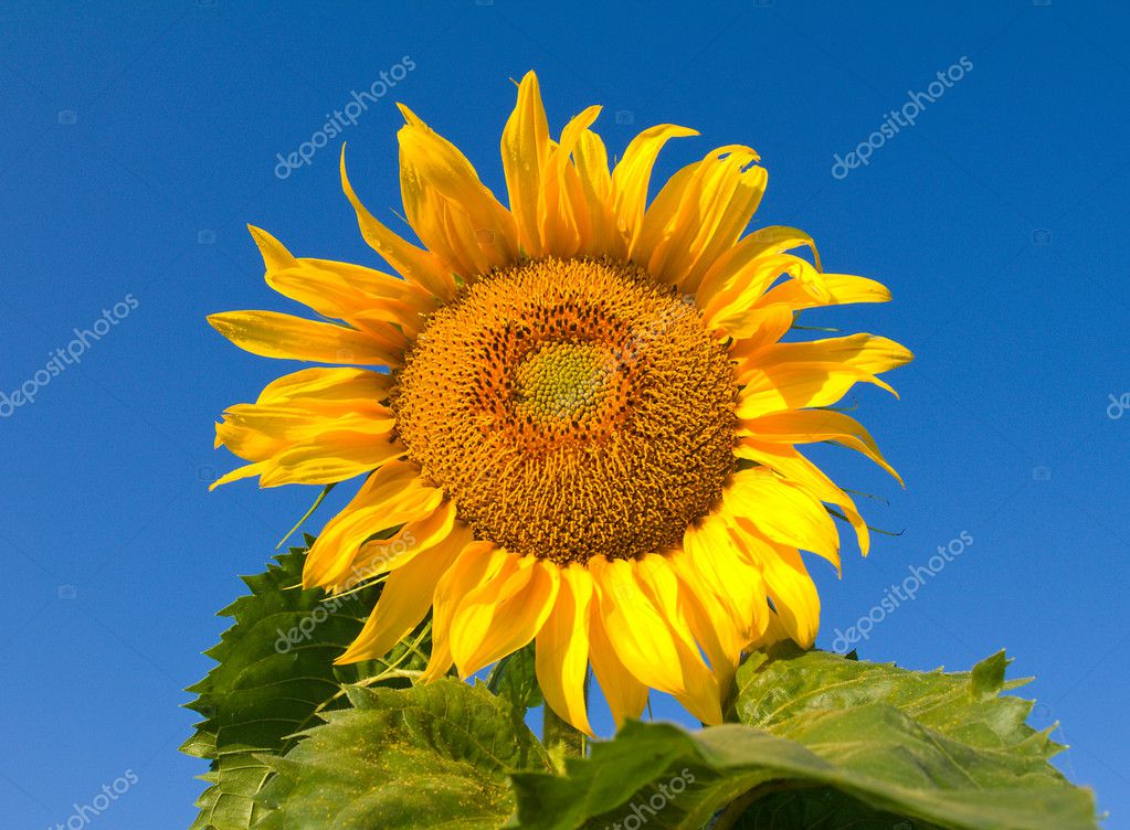 Ripe Mature Sunflower Image Photo