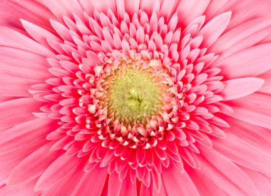 pembe gerbera çiçek