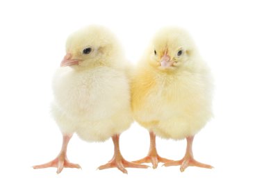 Two chicks clipart