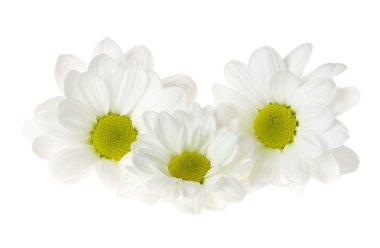 beyaz kasımpatı çiçekleri