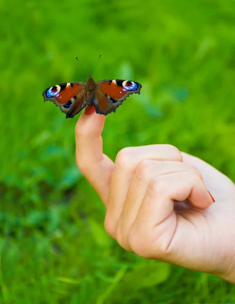 stock image Butterfly sitting on finger