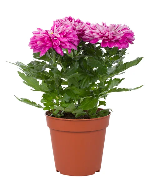 Pink chrysanthemum flowers in pot — Stock Photo, Image