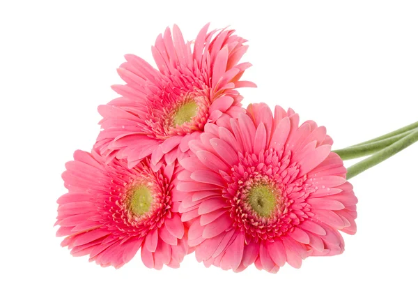 Rosa Gerbera-Blüten — Stockfoto