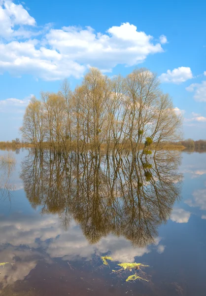 Träd i vatten-äng — Stockfoto