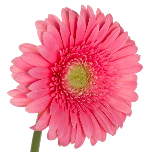 ピンクのガーベラの花 — ストック写真