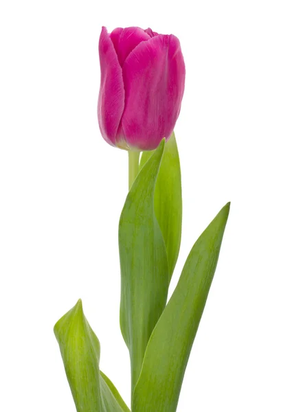 Tulipán rosa — Foto de Stock