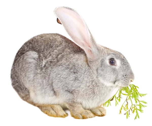 Szary królik jedzenie liść marchew — Zdjęcie stockowe