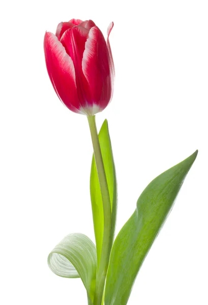 Червоний білий tulip — стокове фото