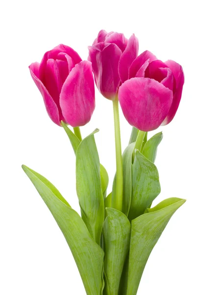 Tři růžové tulipány kytice — Stock fotografie