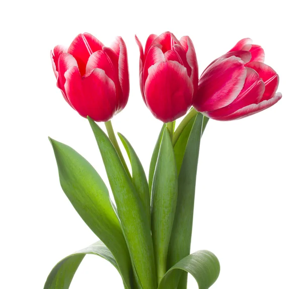 Trzy czerwone białe tulipany bukiet — Zdjęcie stockowe