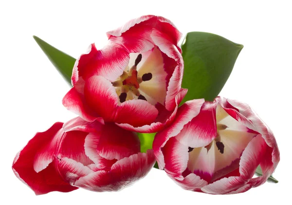 Trzy czerwone białe tulipany bukiet z góry — Zdjęcie stockowe