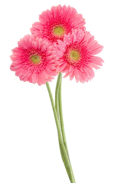 Islak pembe gerbera çiçekleri — Stok fotoğraf