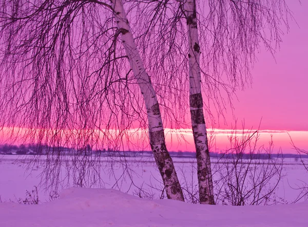 Günbatımı üzerinde iki huş — Stok fotoğraf