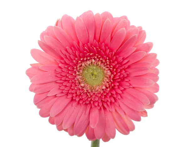 Gerbera rosa bagnato fiore — Foto Stock