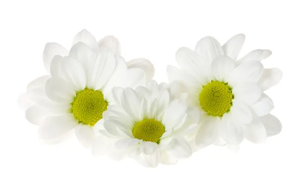 Flores de crisantemo blanco —  Fotos de Stock