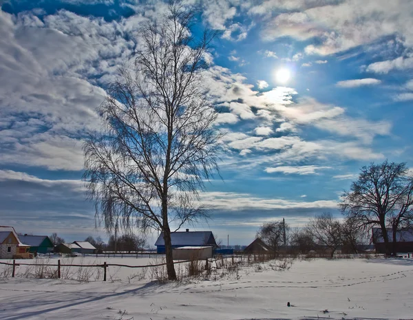 Winter birch tree in village — Stock Photo, Image
