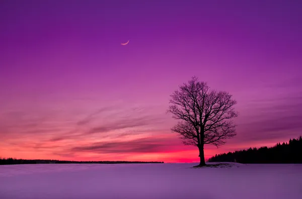 Закат в поле Стоковое Фото