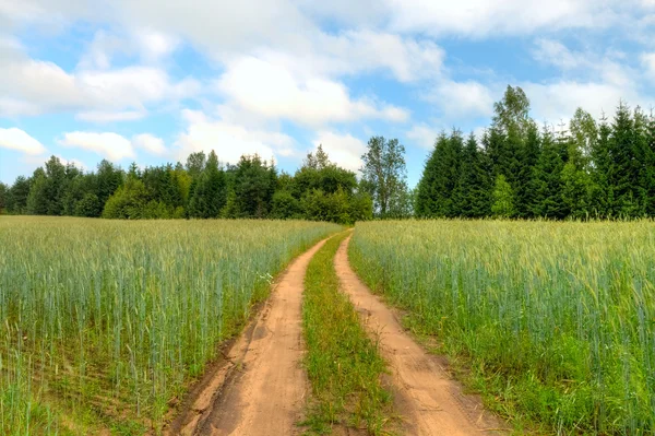 Landweg via rogge fieldcountry weg door rogge veld — Stockfoto