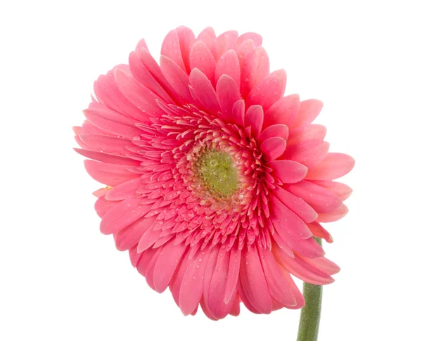 Natte roze gerbera bloem — Stockfoto