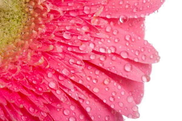 Gerbera rosa com gotas de água — Fotografia de Stock