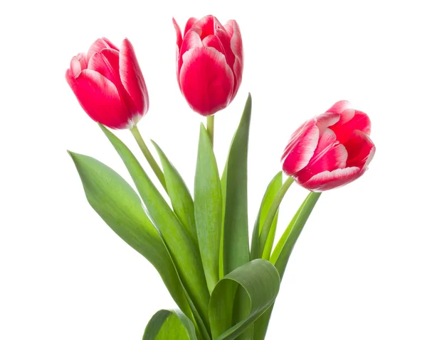 Three red-white tulips bouquet — Stock Photo, Image