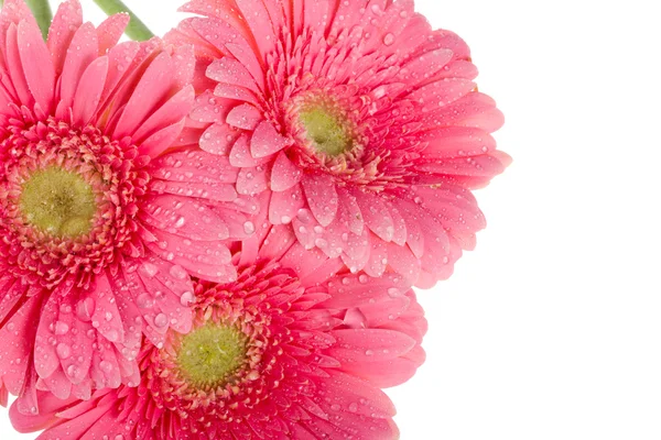 Nasse rosa Gerbera-Blüten, Makroaufnahme — Stockfoto