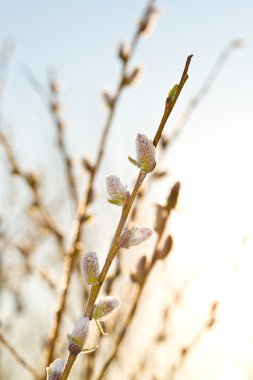 Pussy-willow branch at dawn clipart