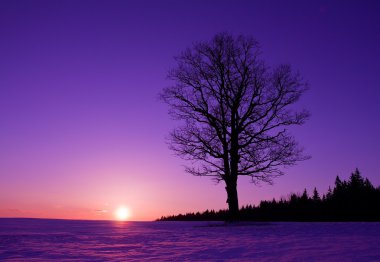 Lonely tree at sunset clipart