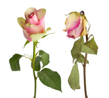 Fresh and dried rose clipart