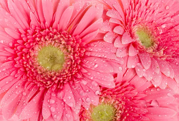 Hintergrund aus nassen rosa Gerberas — Stockfoto