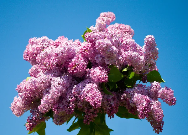Bouquet from lilac — Stock Photo, Image