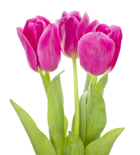 Tři růžové tulipány kytice — Stock fotografie