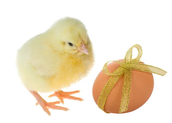 Malé mládě a zdobená vejce — Stock fotografie