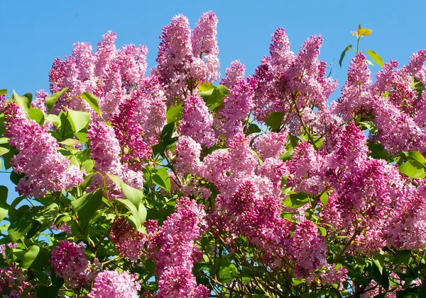 Bush de Lilac — Fotografia de Stock