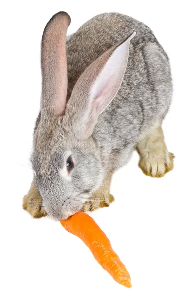 Graues Kaninchen frisst Karotte — Stockfoto