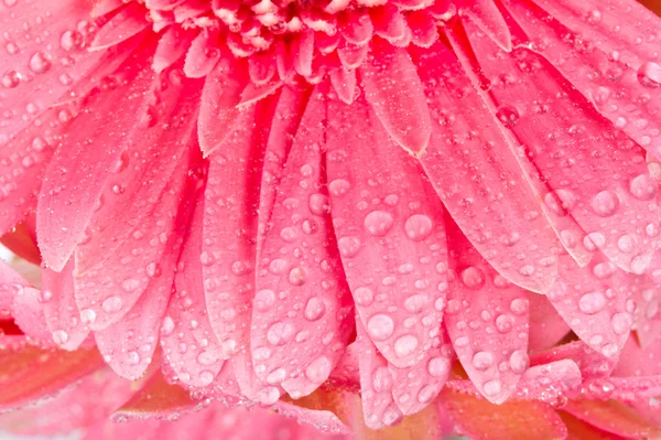 Nahaufnahme nasse Blütenblätter der Gerbera — Stockfoto