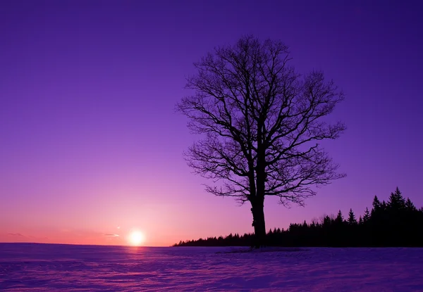 Gün batımında yalnız ağaç — Stok fotoğraf