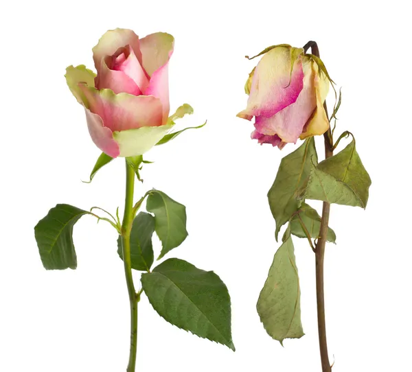 Rosa fresca e seca — Fotografia de Stock