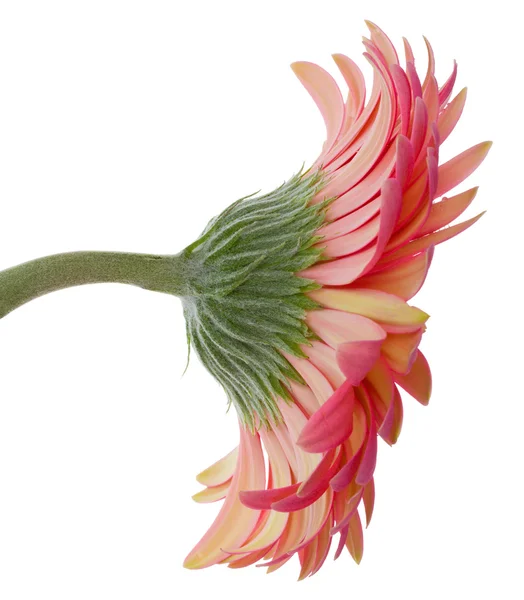 गुलाबी जर्बरा फूल — स्टॉक फोटो, इमेज