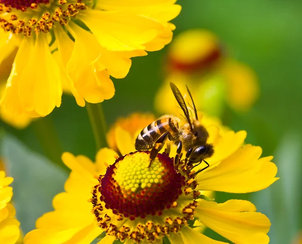 Pequeña abeja en flor amarilla —  Fotos de Stock