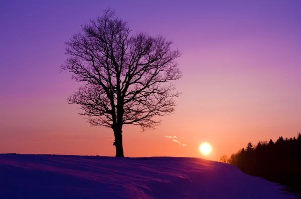 Самотнє дерево на заході сонця — стокове фото