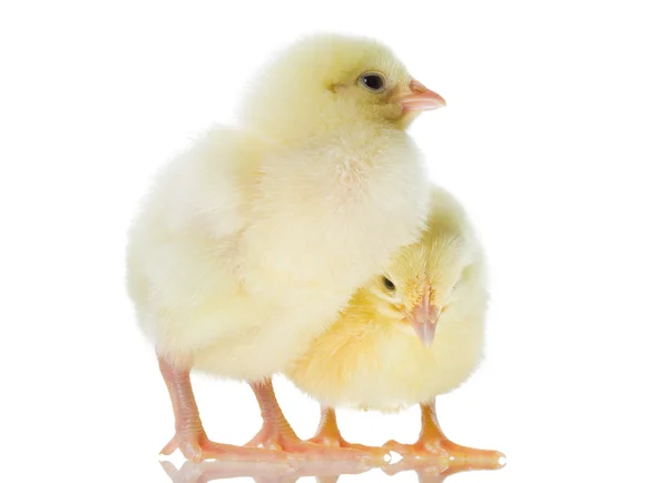 Дві жовті курчат — стокове фото